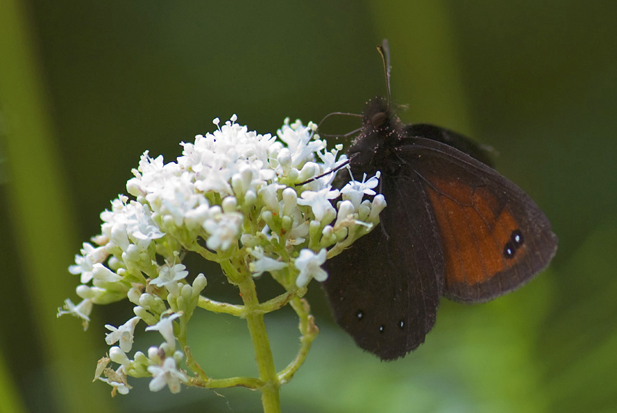 Erebia da identificare